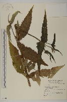藏品()的圖片