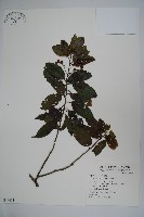 藏品(刻脈冬青)的圖片