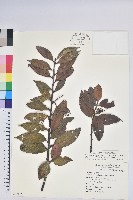 藏品(珍珠花、長尾葉越橘)的圖片