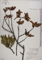 藏品(蓮華池桑寄生)的圖片