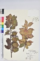 藏品(珍珠花、長尾葉越橘)的圖片