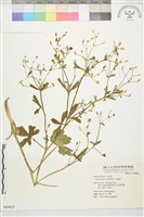 藏品(石龍芮)的圖片