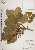 藏品(大葉樹蘭)的圖片