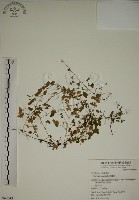 藏品(酢漿草)的圖片