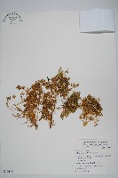 藏品(安旱草)的圖片