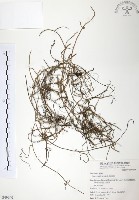 藏品(無根草)的圖片