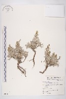 藏品(蘄艾、芙蓉菊)的圖片