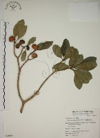 藏品(蘭嶼馬蹄花)的圖片