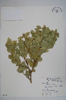 藏品(琉球黃楊)的圖片