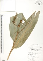 藏品(呂宋月桃)的圖片