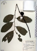 藏品(黃心柿)的圖片