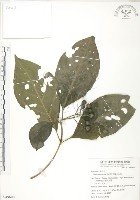 藏品(錫蘭玉心花)的圖片