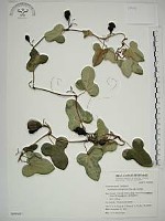 藏品(港口馬兜鈴  )的圖片