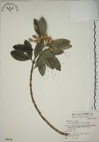 藏品(蘭嶼念珠藤)的圖片