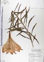 藏品(粗莖麝香百合、糙莖麝香百合、鐵炮百合)的圖片