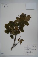 藏品(草野氏冬青)的圖片