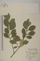 藏品(日本賽衛矛、日本假衛矛)的圖片