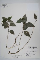 藏品(直立半插花)的圖片