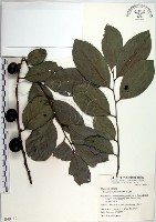 藏品(黃心柿)的圖片