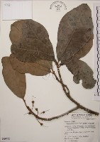 藏品(大葉山欖、臺灣膠木)的圖片