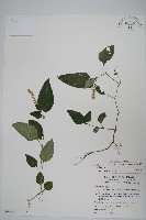 藏品(卵葉鱗球花)的圖片