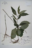 藏品(針刺草)的圖片