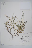 藏品(田代氏澤蘭)的圖片