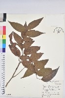 藏品(披針葉饅頭果)的圖片