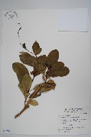 藏品(爬森藤)的圖片