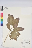 藏品(假鐵莧)的圖片