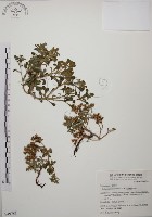 藏品(台灣佛甲草、石板菜)的圖片