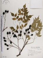 藏品(楝、苦楝)的圖片