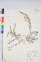 藏品(斑地錦)的圖片