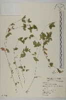 藏品(金腰箭舅)的圖片