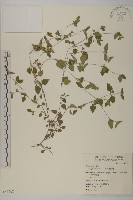 藏品(金腰箭舅)的圖片