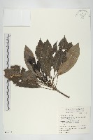 藏品(耿氏虎皮楠)的圖片