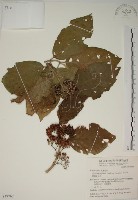 藏品(朝鮮紫珠、蘭嶼女兒茶)的圖片