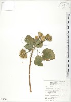 藏品(山芙蓉、臺灣山芙蓉、狗頭芙蓉)的圖片