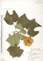 藏品(山芙蓉、臺灣山芙蓉、狗頭芙蓉)的圖片