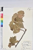 藏品(紅頭鐵莧、蘭嶼鐵莧)的圖片