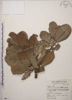 藏品(大葉山欖、臺灣膠木)的圖片