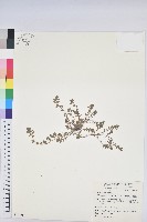 藏品(千根草)的圖片