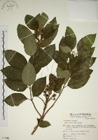 藏品(大葉溲疏)的圖片