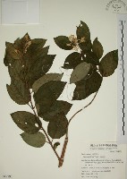 藏品(大葉溲疏)的圖片