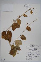 藏品(光葉鷗蔓)的圖片