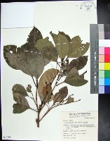 藏品(紅頭李欖, 蘭嶼李欖)的圖片