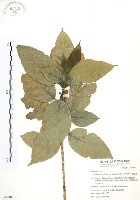 藏品(對葉榕)的圖片