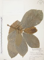 藏品(豬母乳、水同木)的圖片