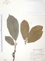 藏品(豬母乳、水同木)的圖片