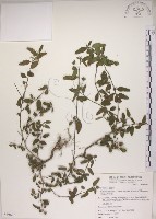 藏品(恆春金午時花)的圖片